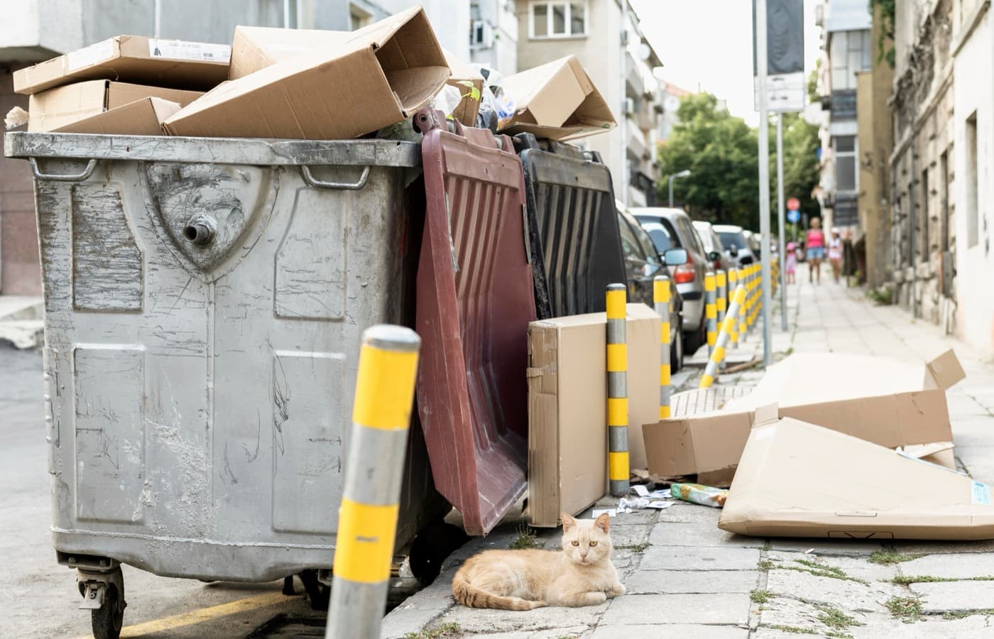 Dumpster & Disposal Services